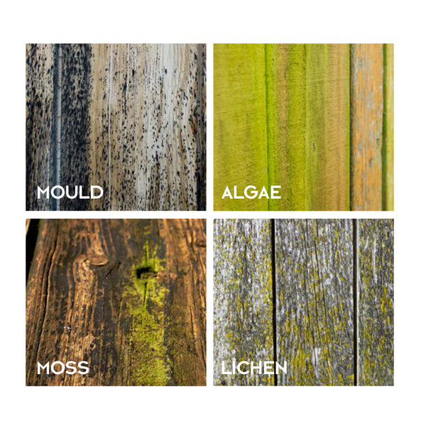 Equisol Null – Mould, Algae Killer