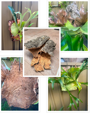 Virgin Cork Bark 1kg