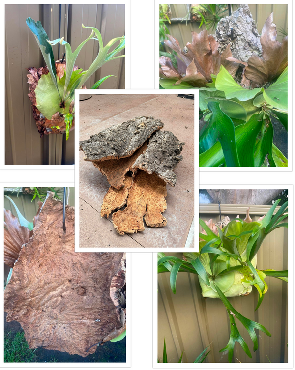 Virgin Cork Bark 1kg